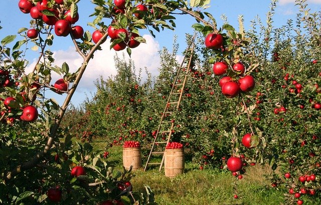 apples-1873078_640.jpg