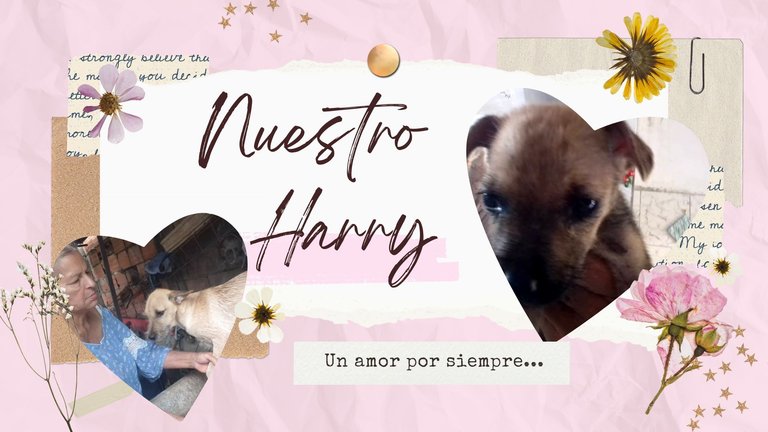 Presentación Historia de Amor San Valentín Collage Rosa.jpg