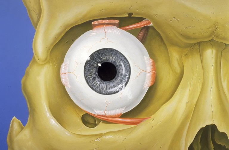 Eye_orbit_anatomy_anterior2.jpg