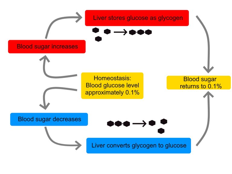 Homeostasis_of_blood_sugar.png