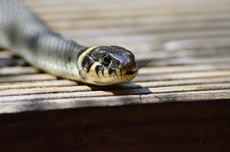 grass-snake-379025_1280.jpg