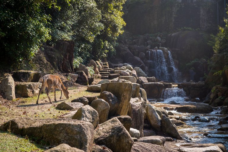 beautiful-view-deer-by-waterfall-stones-captured-miyajima-island-japan.jpg