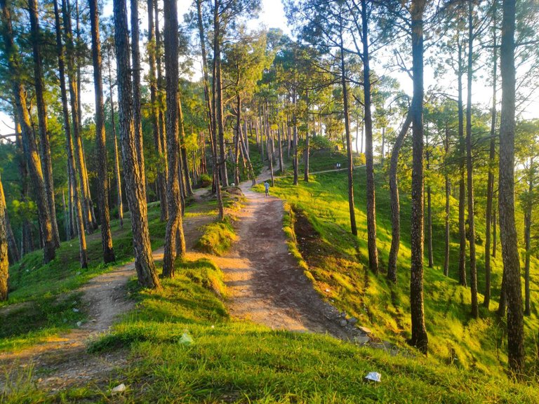 Nature’s Retreat: A Relaxing Evening Walk During the Janmashtami Holidays