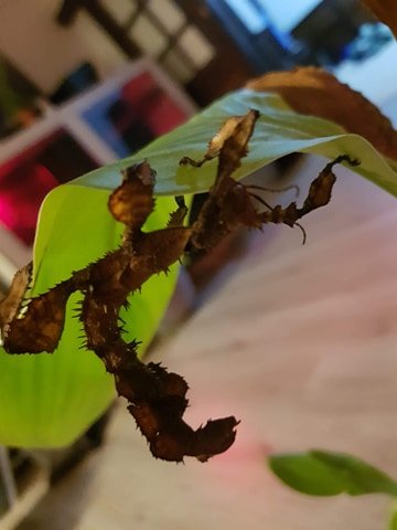 stick insect on leaf 2.jpg