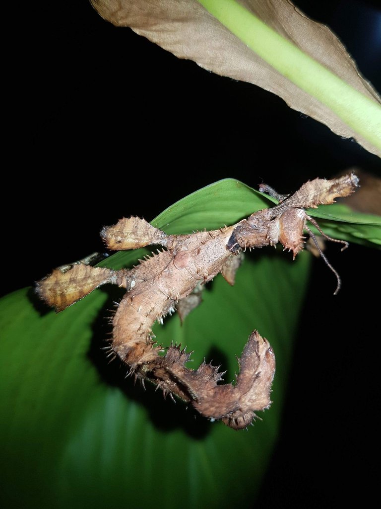 stick insect on leaf.jpg