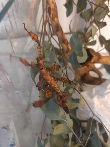 stick insect 2.jpg