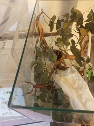 stick insect in tank.jpg