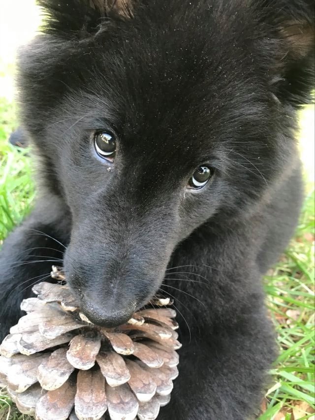 skeeter pinecone.jpg