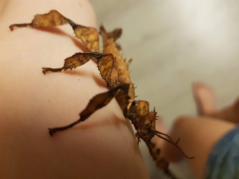 stick insect up close.jpg