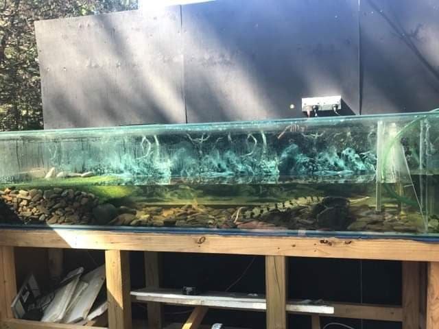 Frankies 2.7m tank.jpg