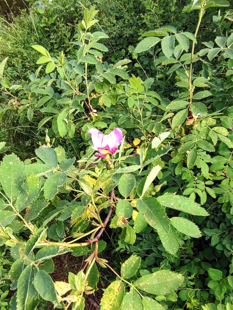 A Wolf Creek Flower.jpg