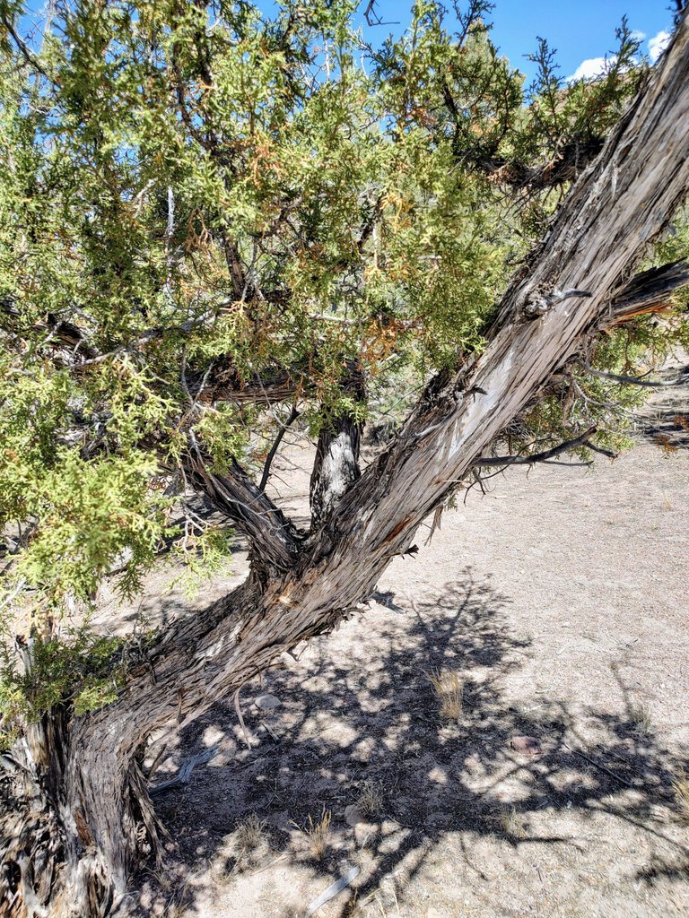 A Scrub Cedar.jpg