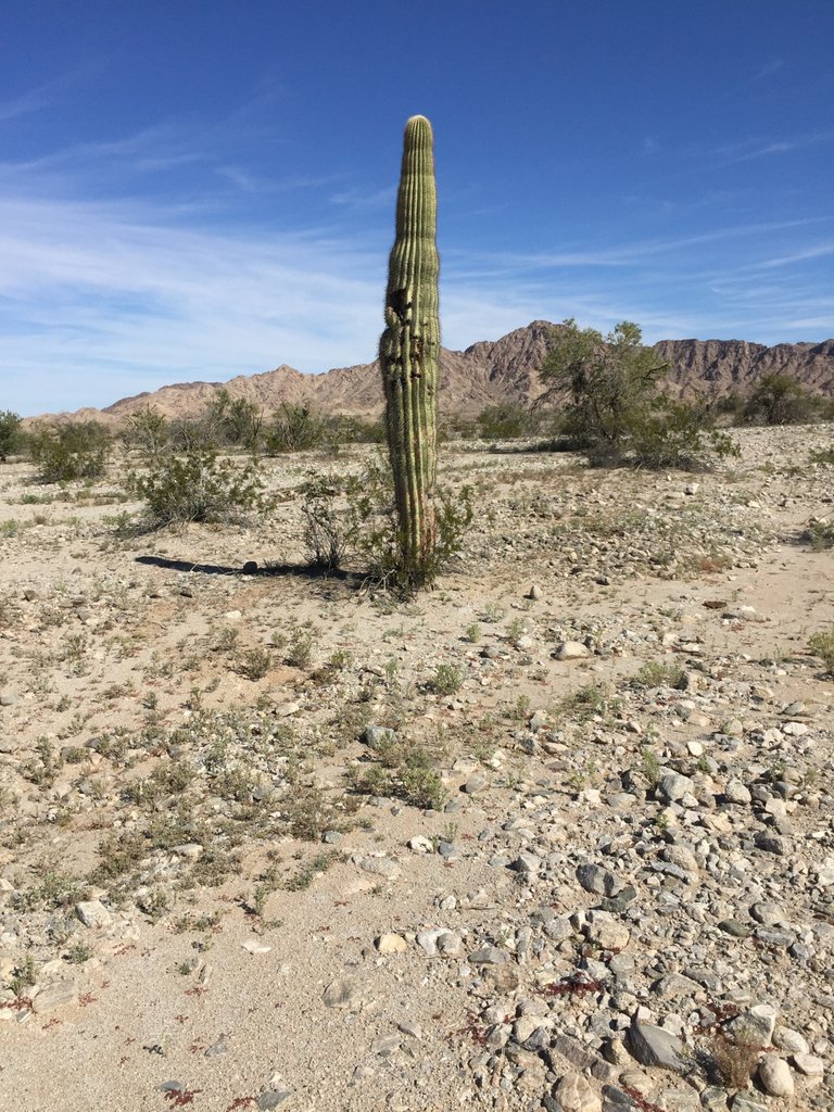 Saguaro.JPG