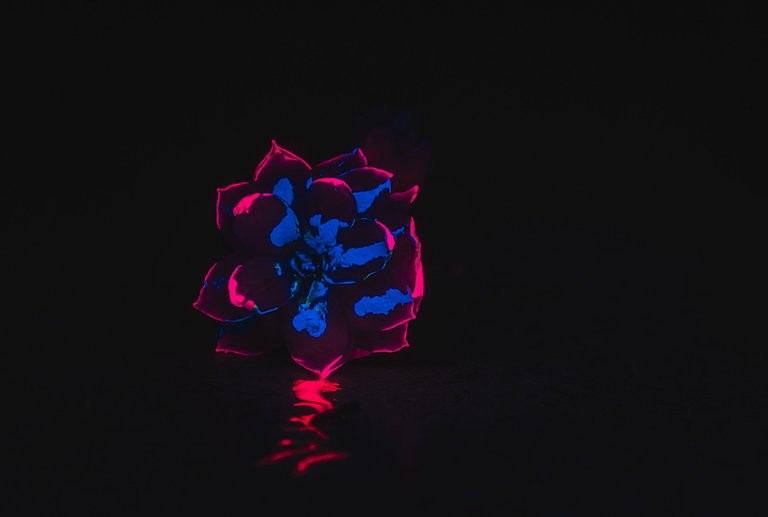 Flowers in the Dark