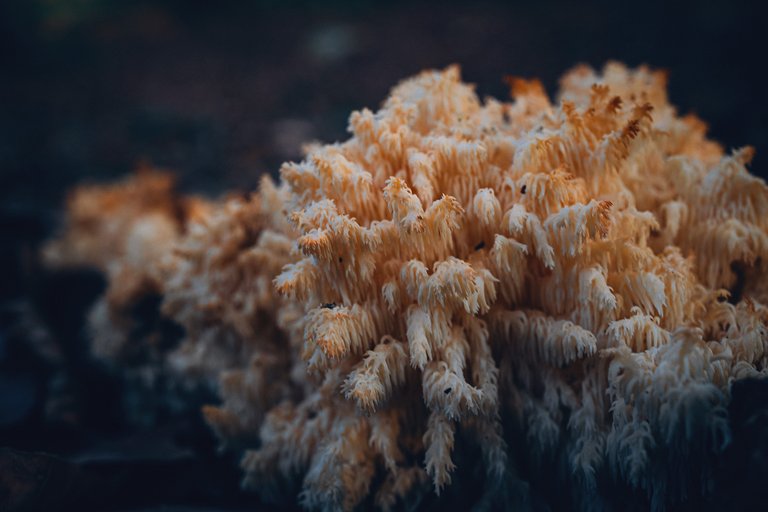 Hericium