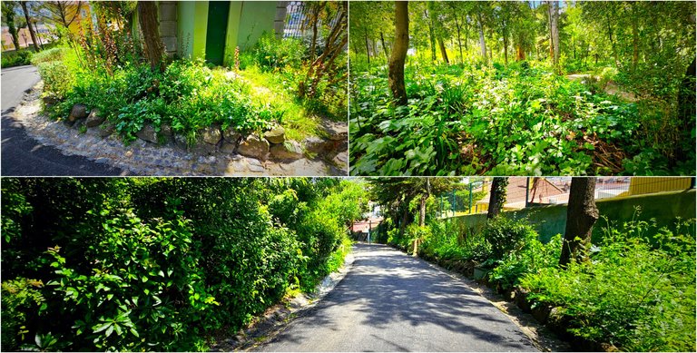 BeFunky-collage - 2025-05-20T142430.660.jpg