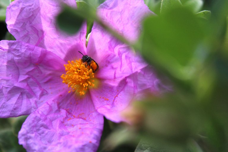 IMG_9524.JPG