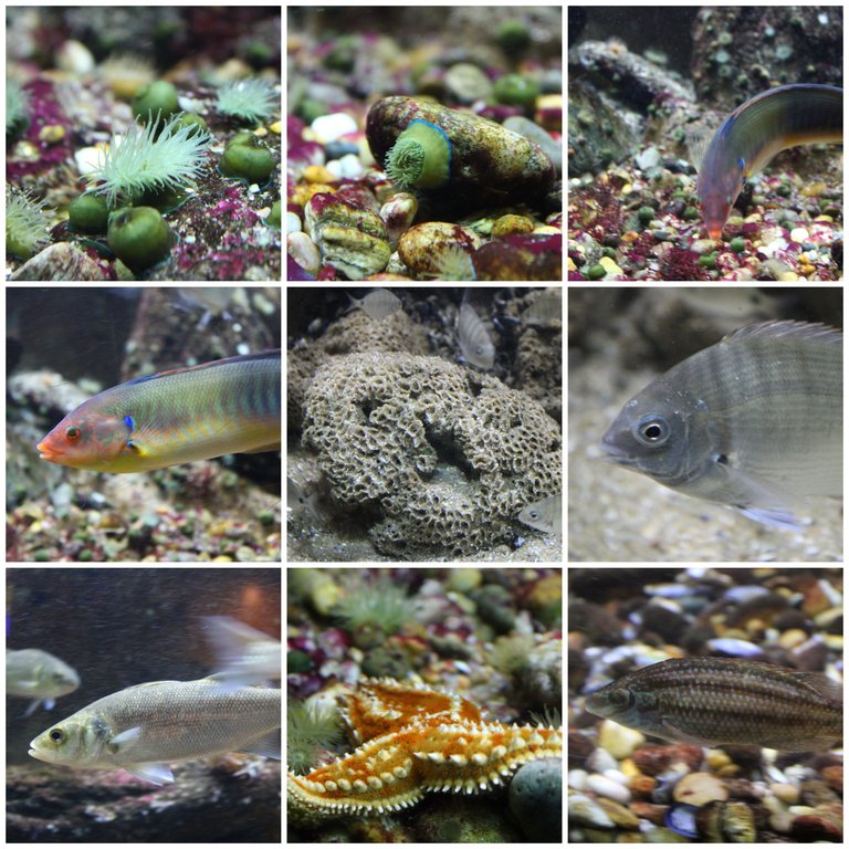 BeFunky-collage (23).jpg