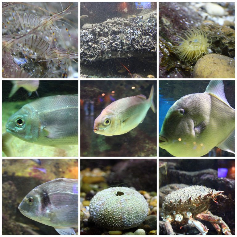 BeFunky-collage (26).jpg