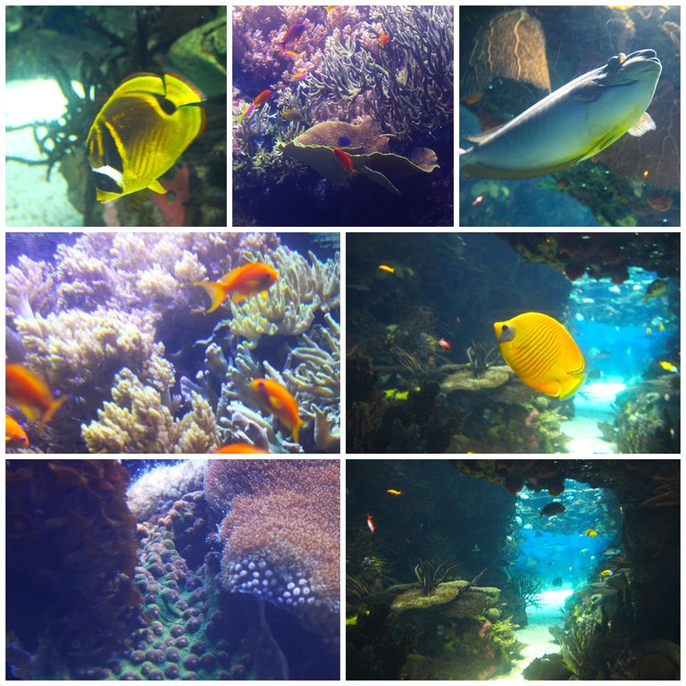 BeFunky-collage - 2025-06-05T114704.574.jpg