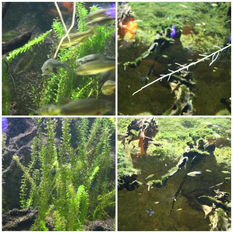BeFunky-collage (28).jpg