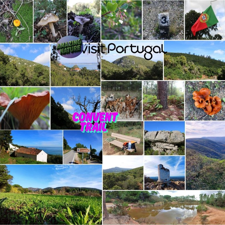 BeFunky-collage - 2025-06-25T150019.jpg