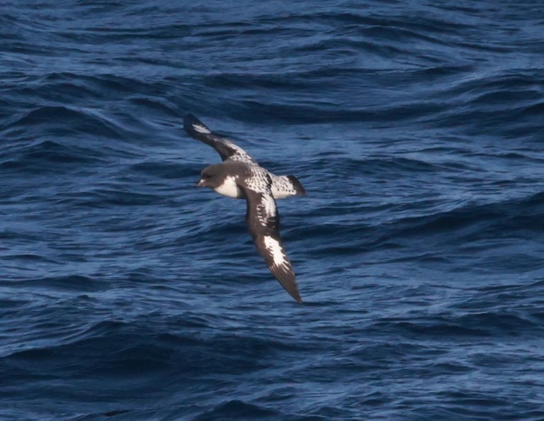 Cape Petrel_0Y0A5505.JPG