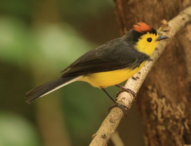 Collared Redstart_0Y0A2912 2023-03-23 .JPG