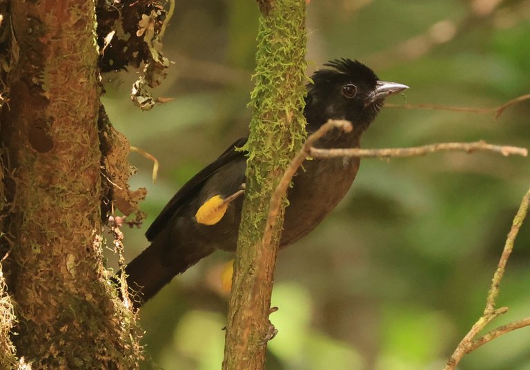 Yellow-thighed Brushfinch_0Y0A2866 2023-03-23 .JPG