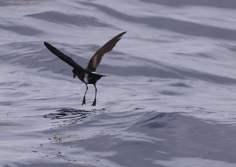 WISP_0Y0A6647 2023-05-21 Hatteras Pelagic.JPG