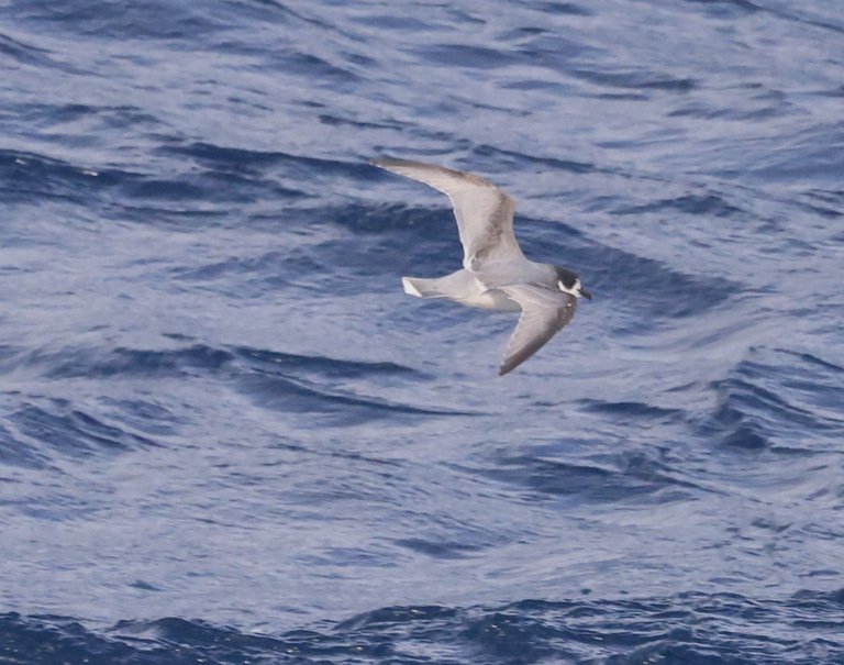 BLPE_0Y0A8896 2022-11-25 Drake Passage.JPG