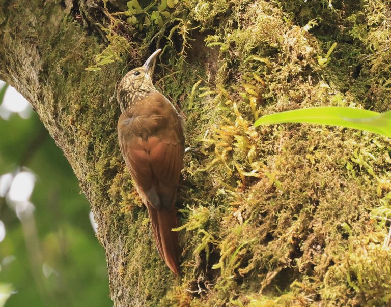 Spot-crowned Woodcreeper_0Y0A2901 2023-03-23 .JPG