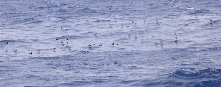 WISP_0Y0A7262 2023-05-22 Pelagic - Copy.JPG