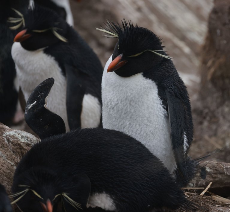 Southern Rockhjopper Penguin_0Y0A6079 2022-11-11.JPG