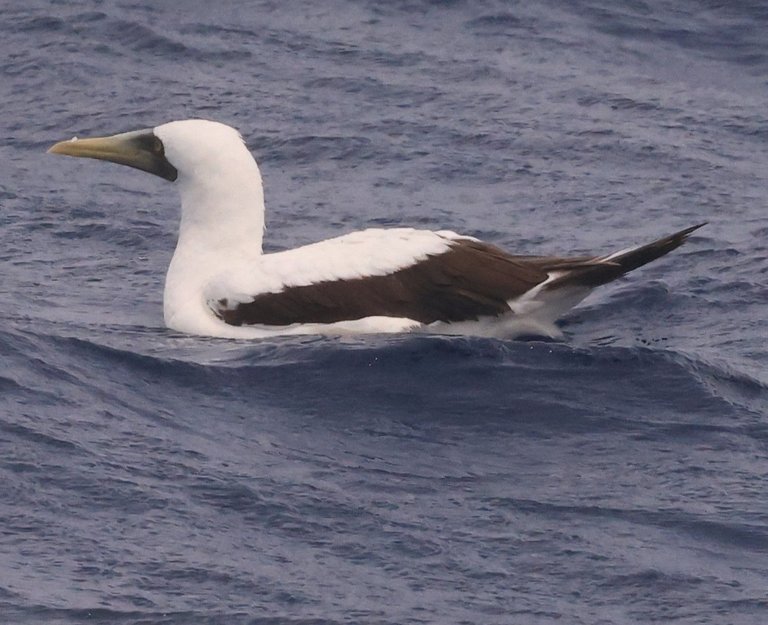 MABO_0Y0A7398 2023-05-22 Pelagic - Copy.JPG