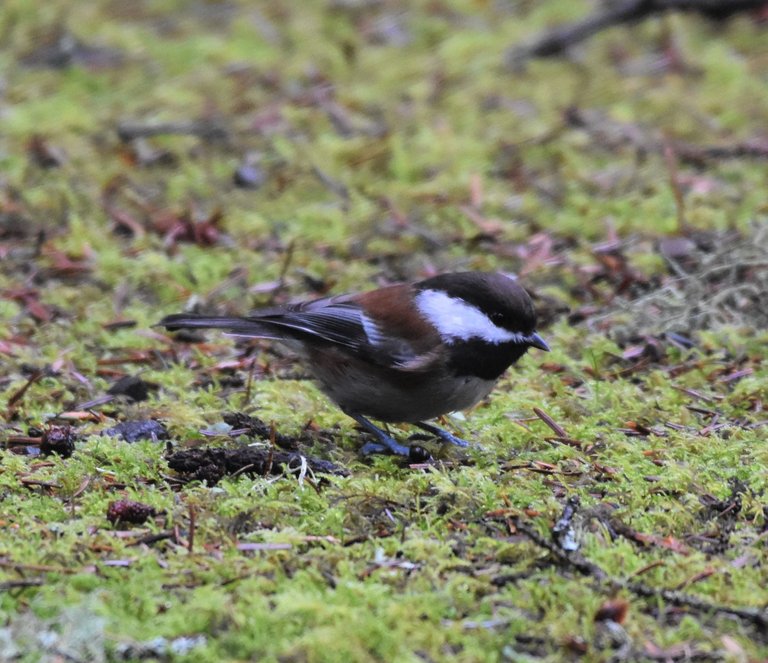 CBCH_2716 (1) 2019-12-16 Cape Disappointment SP.JPG