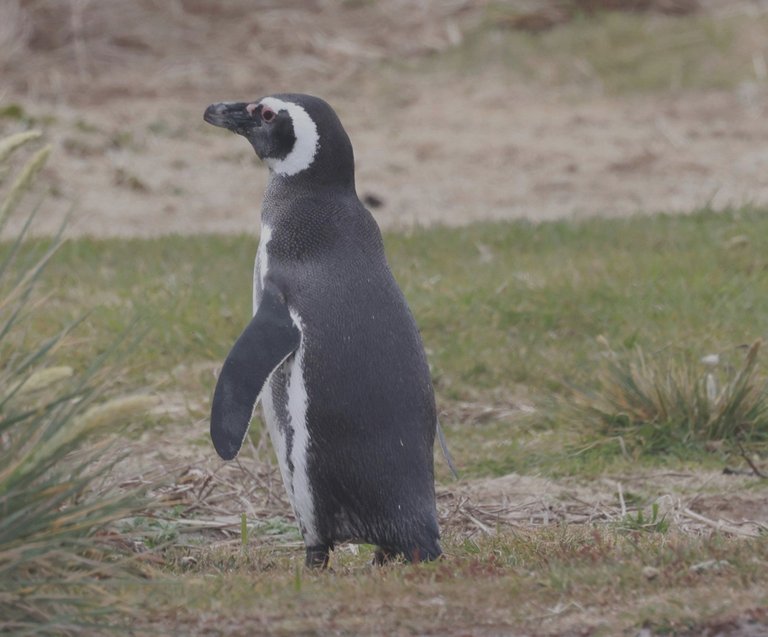 Magellanic Penguin_ 0Y0A5666 2022-11-11.JPG