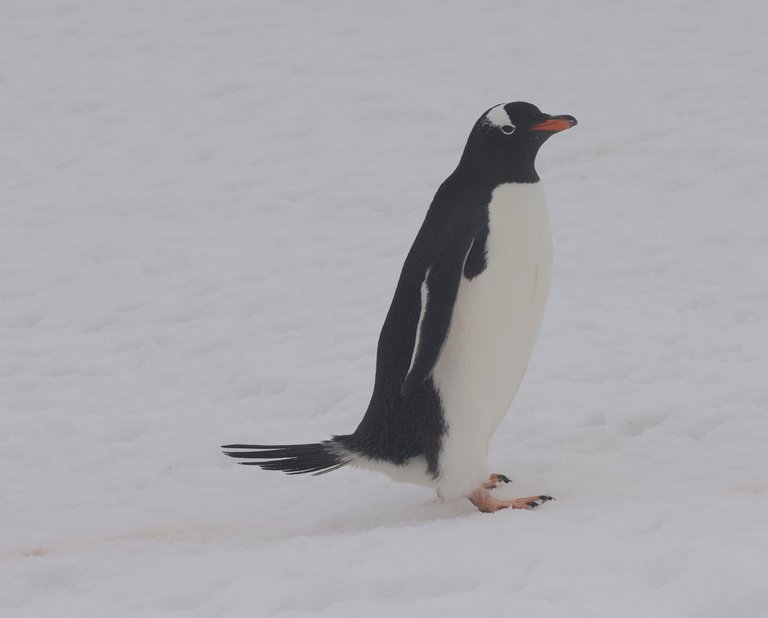 Gentoo Penguin_0Y0A8607 2022-11-23 Culverville Island.JPG