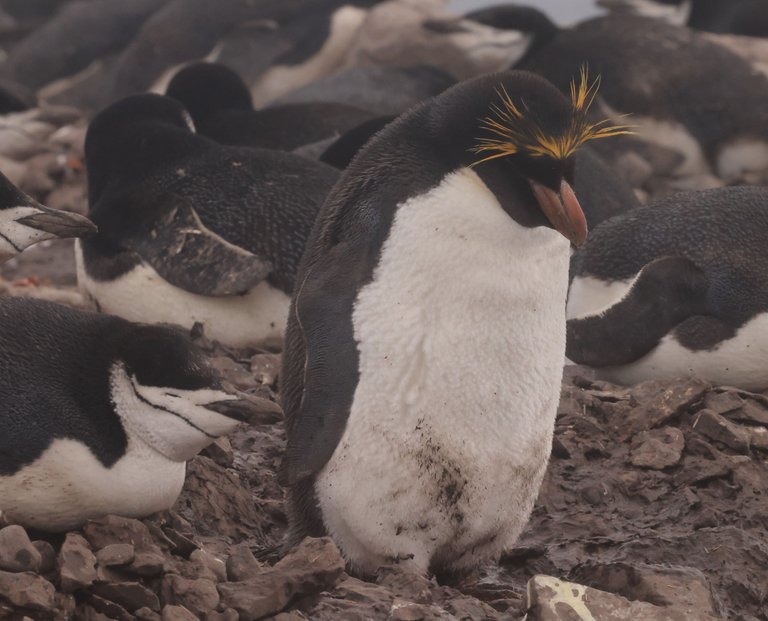 Macaroni Penguin0Y0A8690 2022-11-23.JPG