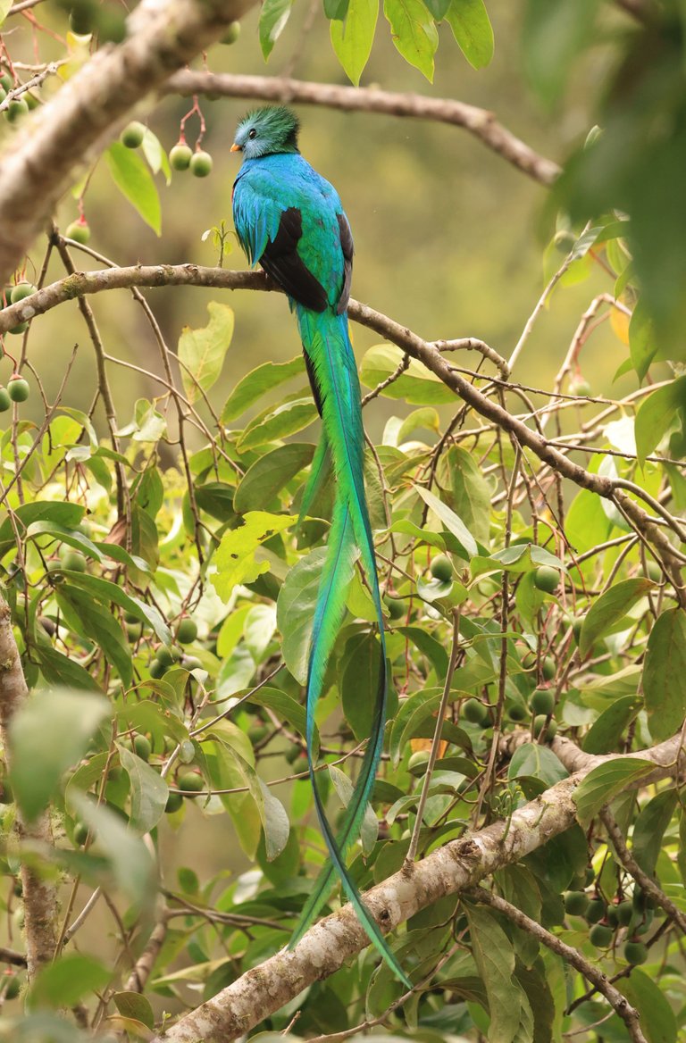 Resplendant Quetzal_0Y0A3055 2023-03-23 .JPG