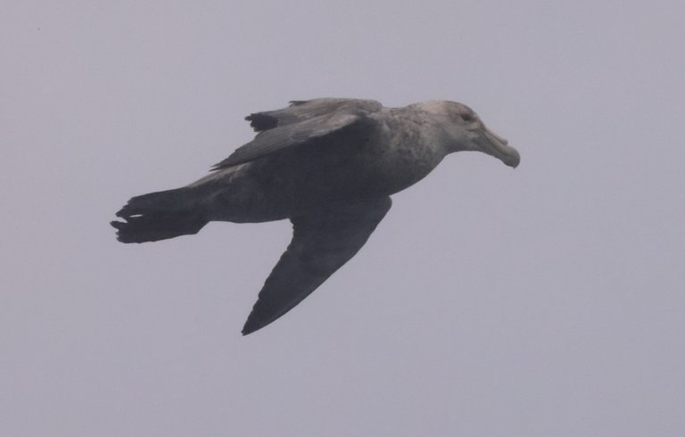 SGPE_0Y0A9054 2022-11-26 Drake Passage.JPG