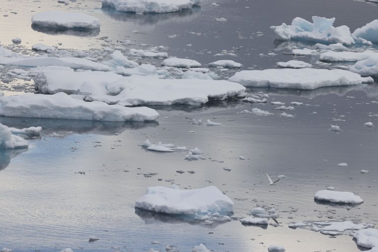 Icy water with Snow Petrel_0Y0A7970 2022-11-22 Antarctica.JPG