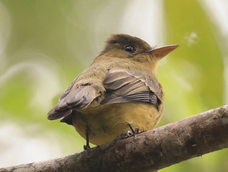 Ochraceous Pewee_0Y0A2829 2023-03-23 .JPG