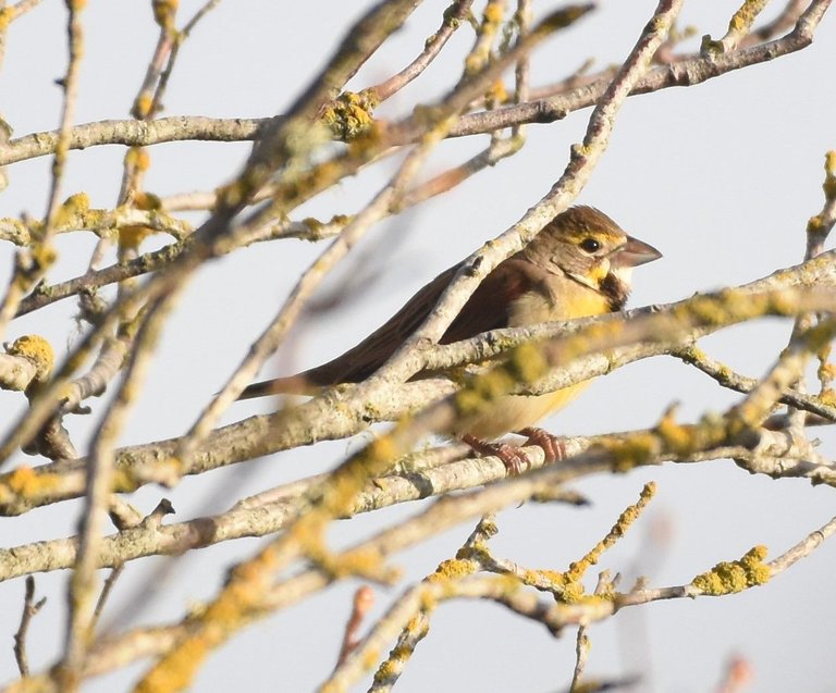 DICK_2506  2021-12-24 Sequim Dickcissel Stakeout.JPG