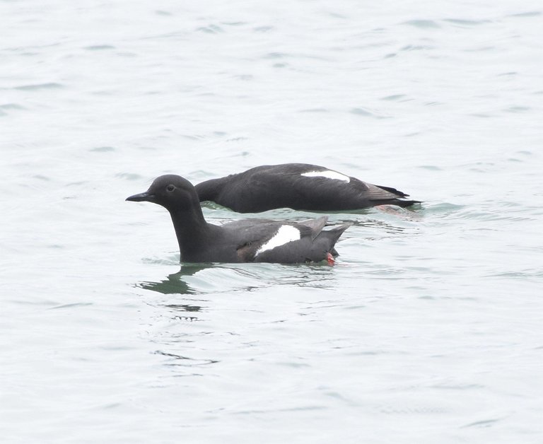 PIGU_5734 2019-06-13 Ocean Shores.JPG