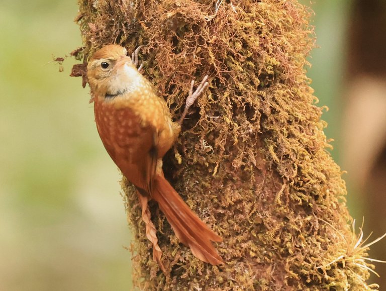 Ruddy Treerunner_0Y0A2845 2023-03-23 .JPG