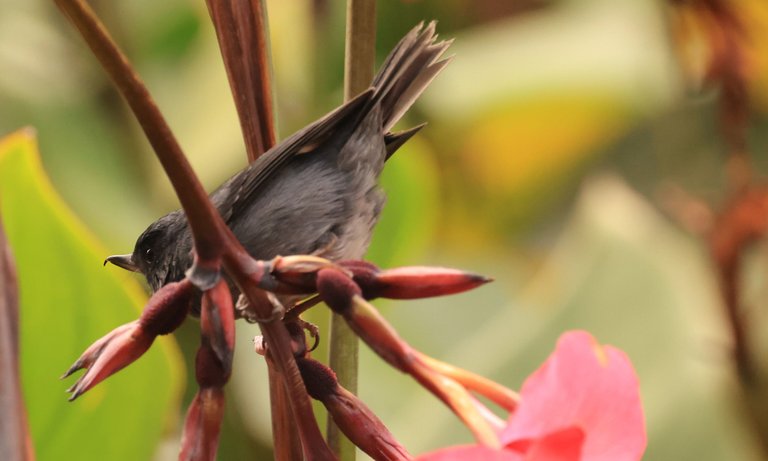 Slaty Flowerpiercer_0Y0A3063 2023-03-23 .JPG