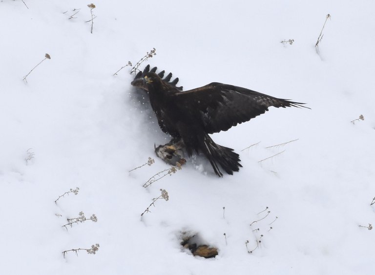 GOEA with Gray Partridge_2921 2022-01-15 Hess Lake Rd.JPG