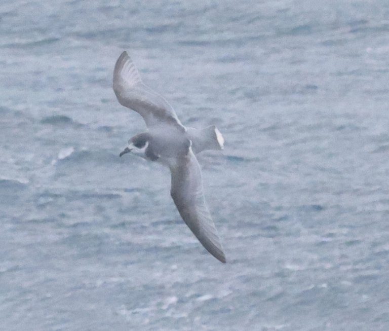 Blue Petrel_0Y0A7100 2022-11-18 Day at Sea - Copy.JPG