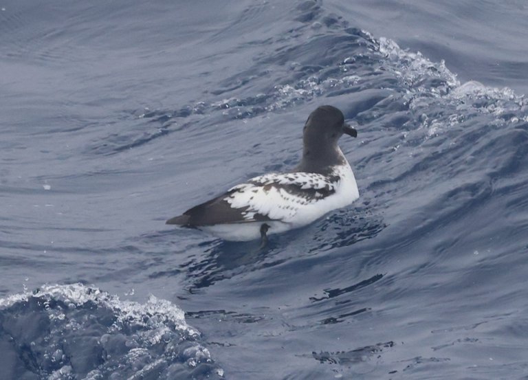 Cape Petrel_0Y0A7386 2022-11-21 Arriving Antarctica.JPG